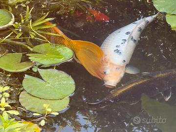 Carpe koi