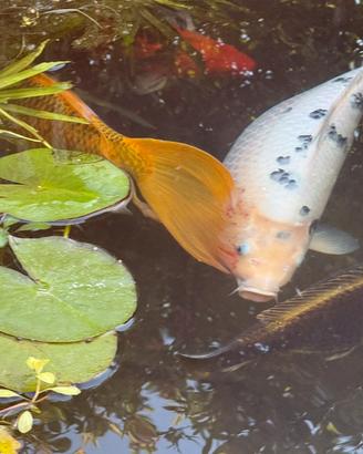 Carpe koi