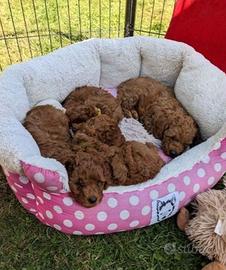 Cuccioli di barboncini mini toy M e F