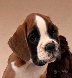 Cucciolo boxer
