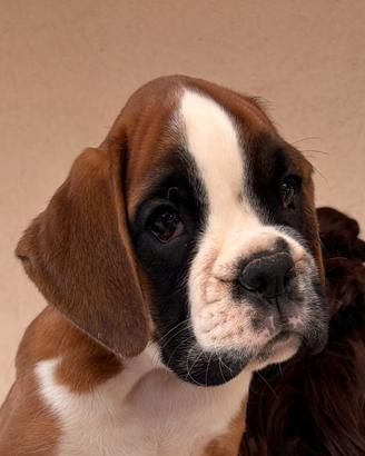 Cucciolo boxer