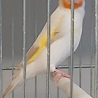 Cardellini Mayor