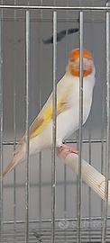 Cardellini Mayor