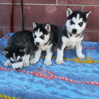 Siberian husky