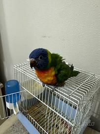 Lory arcobaleno allevato a mano
