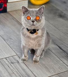 Gatti British Shorthair rimborso spese