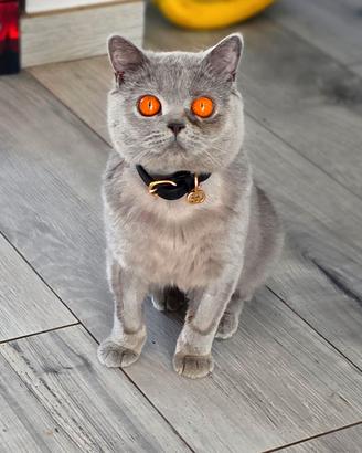Gatti British Shorthair rimborso spese