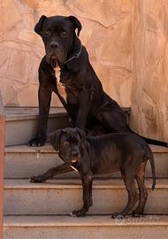 Cucciolo cane corso
