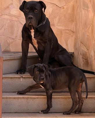 Cucciolo cane corso