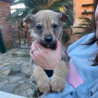 Cuccioli lupo cecoslovacco