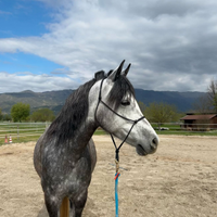 Cavalla 7 anni mezzo sangue arabo