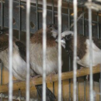 Passeri giappone e diamantini