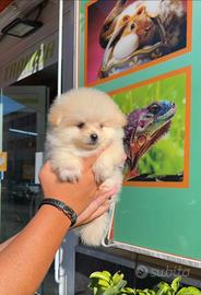 Cuccioli di spitz della pondría a