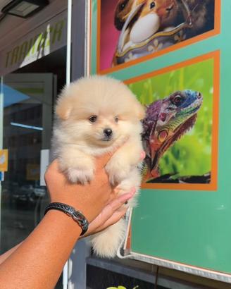 Cuccioli di spitz della pondría a