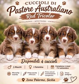 Cuccioli di Pastore Australiano