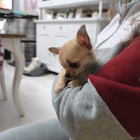 Chihuahua