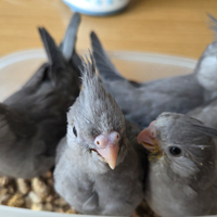 Calopsite allevate a mano