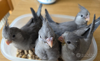 Calopsite allevate a mano