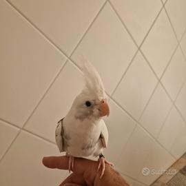 Calopsita