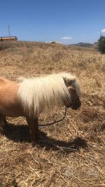 Pony