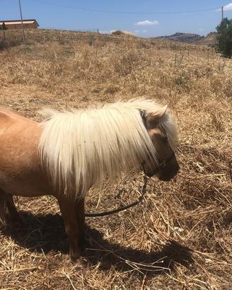 Pony