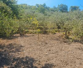 Terreno agricolo