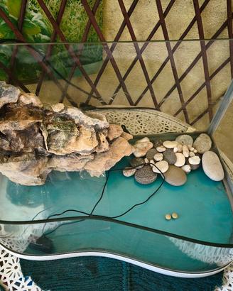 acquario tartarughe 