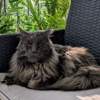 Cuccioli Maine coon disponibili