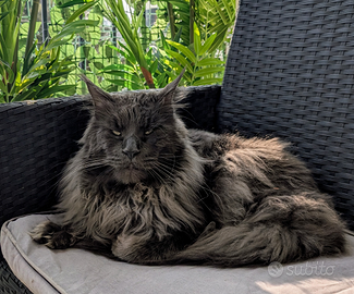 Cuccioli Maine coon disponibili