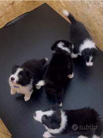 Cucciolo Border collie