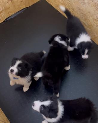 Cucciolo Border collie