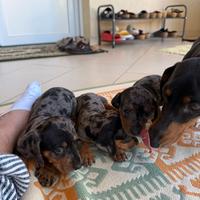 Bassotto arlecchino silver o cioccolato