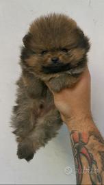 Spitz di pomerania