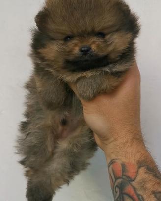 Spitz di pomerania