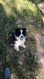 Border Collie cuccioli pedigree Raggio di Sole
