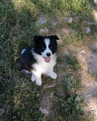 Border Collie cuccioli pedigree Raggio di Sole