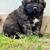 Cuccioli pastore del caucaso