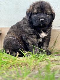 Cuccioli pastore del caucaso