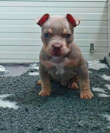 Cuccioli di American Bully pocket