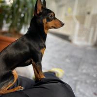 Pincher toy per accoppiamento