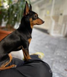 Pincher toy per accoppiamento