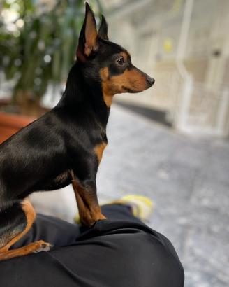 Pincher toy per accoppiamento