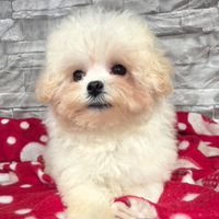 Maltipoo mini toy