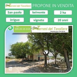 Vigneto 2 Ettari in Produzione + Uliveto San Paolo