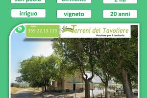 Vigneto 2 Ettari in Produzione + Uliveto San Paolo