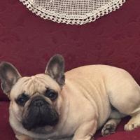 Bulldog francese fulvo con pedigree per accoppiame