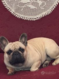 Bulldog francese fulvo con pedigree per accoppiame