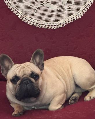 Bulldog francese fulvo con pedigree per accoppiame