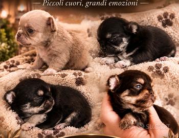 Chihuahua cuccioli con pedigree