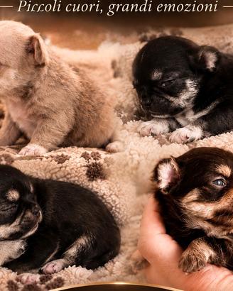 Chihuahua cuccioli con pedigree
